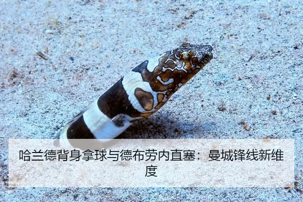 ha-lan-de-bei-shen-na-qiu-yu-de-bu-lao-nei-zhi-sai-man-cheng-feng-xian-xin-wei-du-2-538.jpg